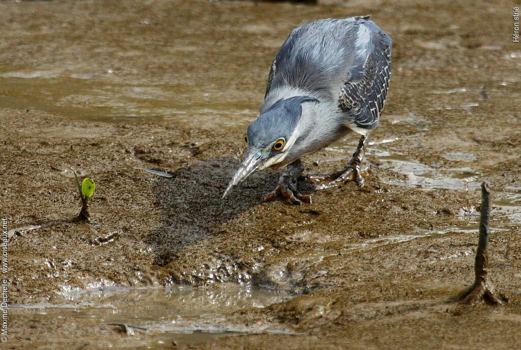 Striated Heron, identification, feeding habits, Behaviour