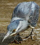 Striated Heron