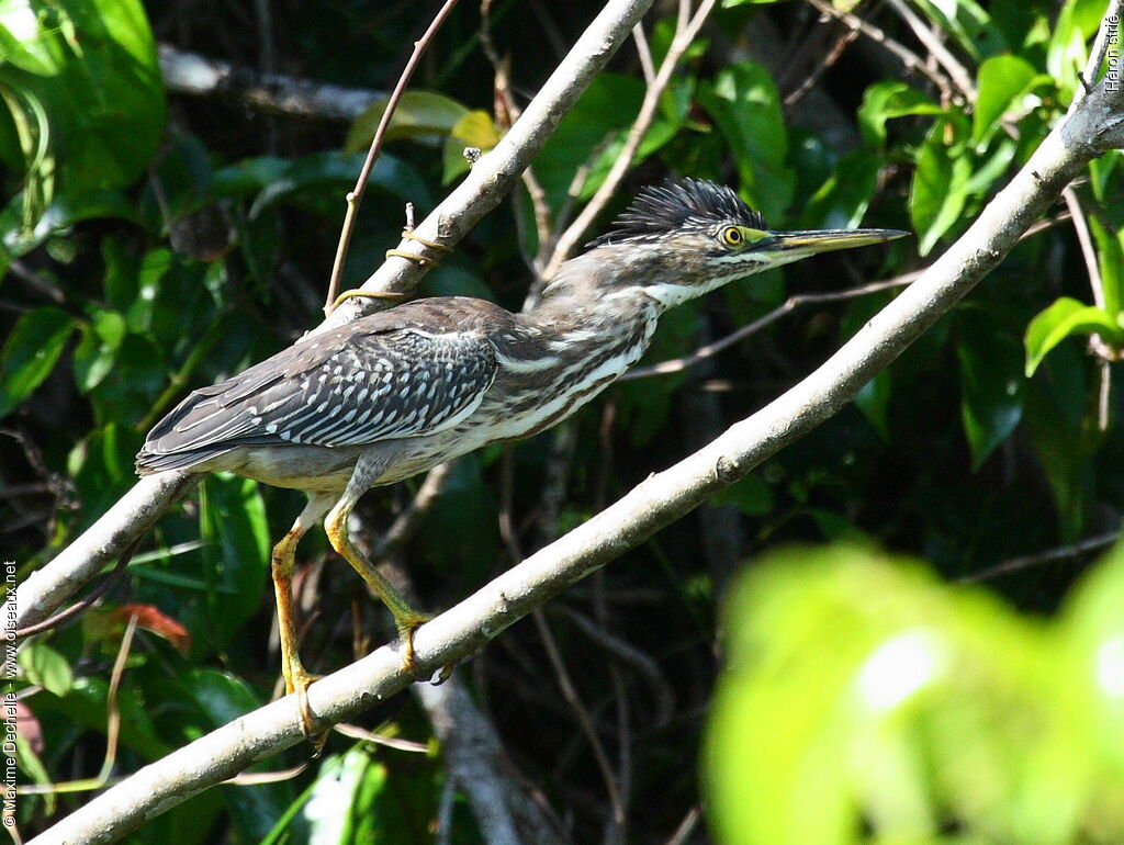 Héron striéimmature