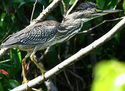 Striated Heron