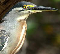 Striated Heron