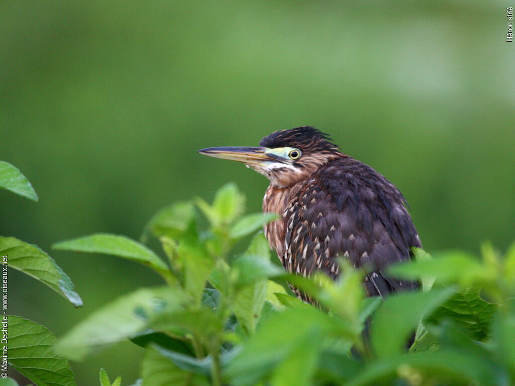 Striated Heronimmature