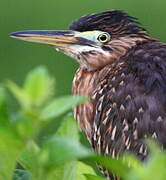 Striated Heron