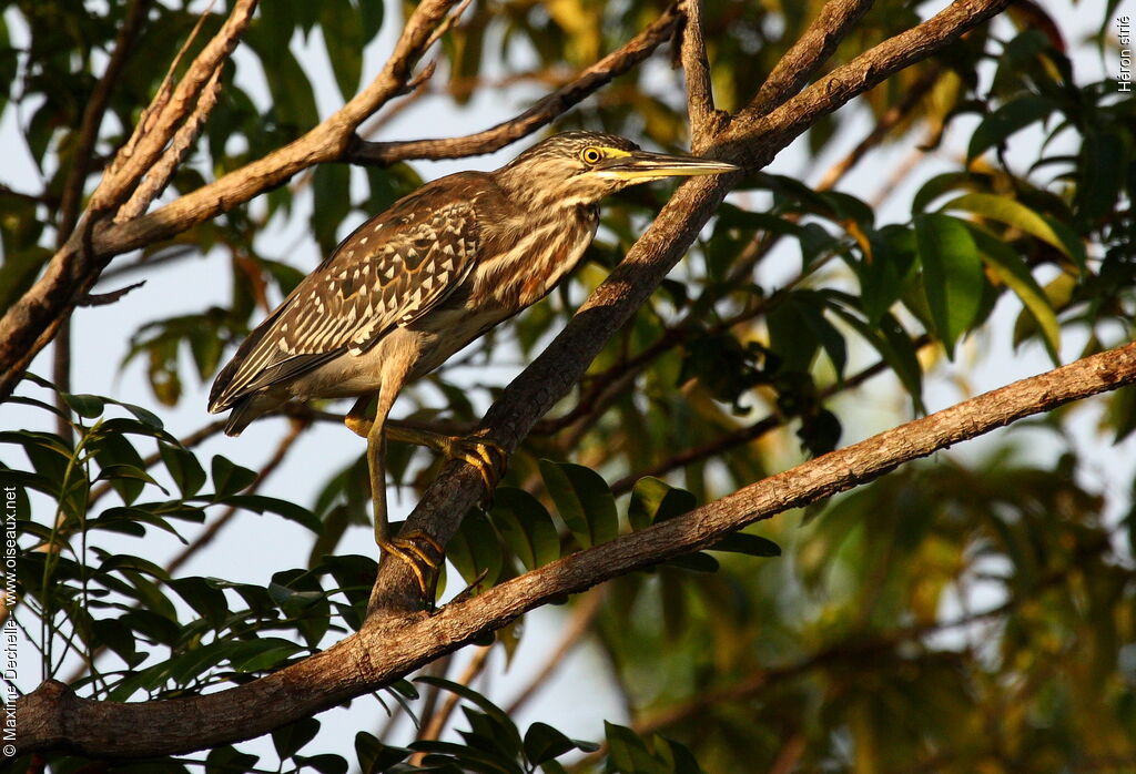 Striated Heronimmature