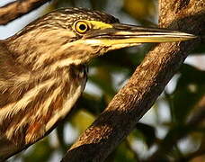 Striated Heron