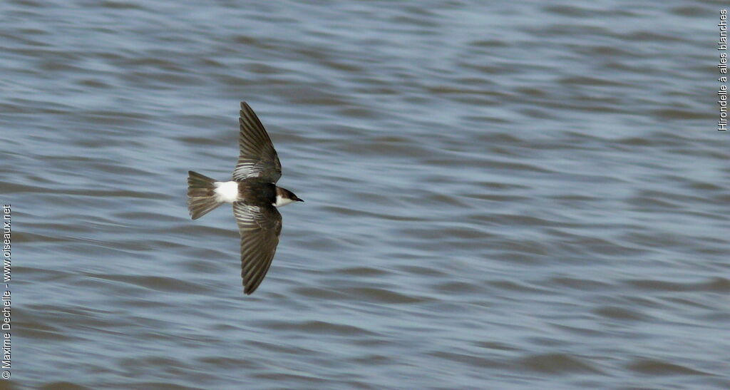 Hirondelle à ailes blanchesimmature, Vol