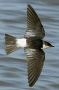 White-winged Swallow