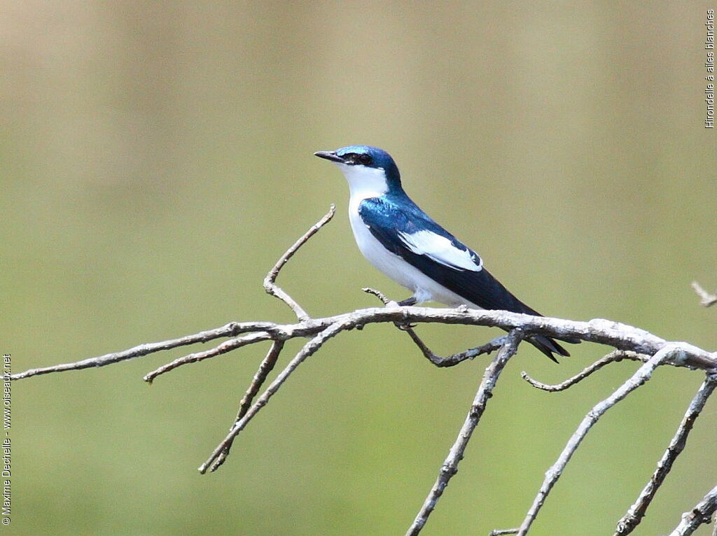 Hirondelle à ailes blanchesadulte