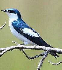 Hirondelle à ailes blanches