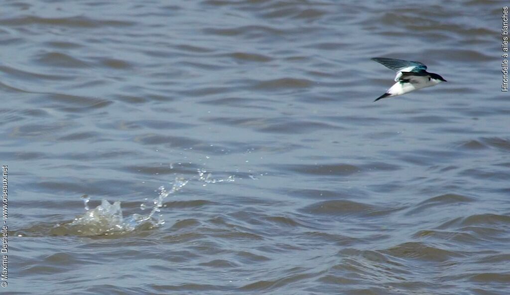 White-winged Swallowadult, Flight, Behaviour