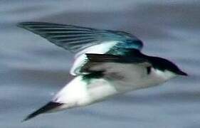 White-winged Swallow