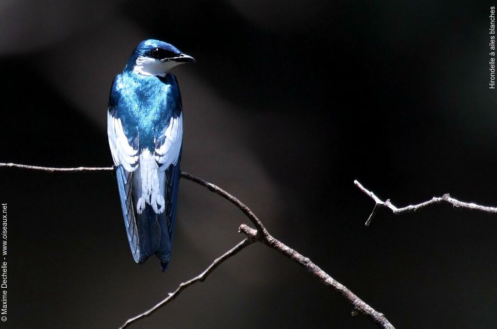 White-winged Swallowadult