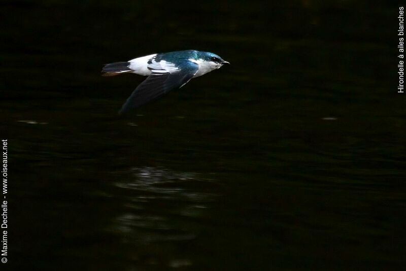 White-winged Swallowadult, Flight