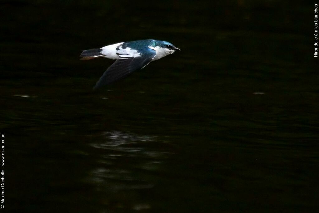 White-winged Swallowadult, Flight