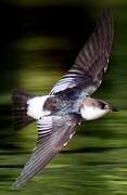 White-winged Swallow