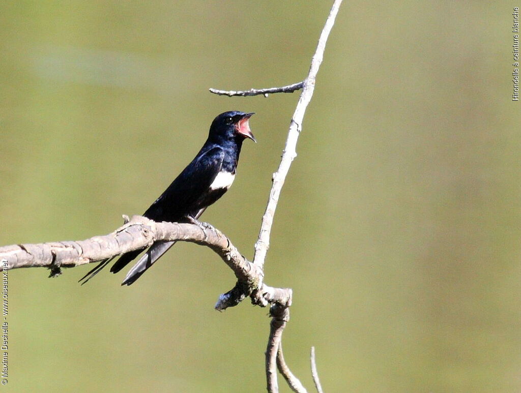 Hirondelle à ceinture blanche