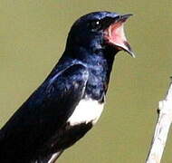 White-banded Swallow