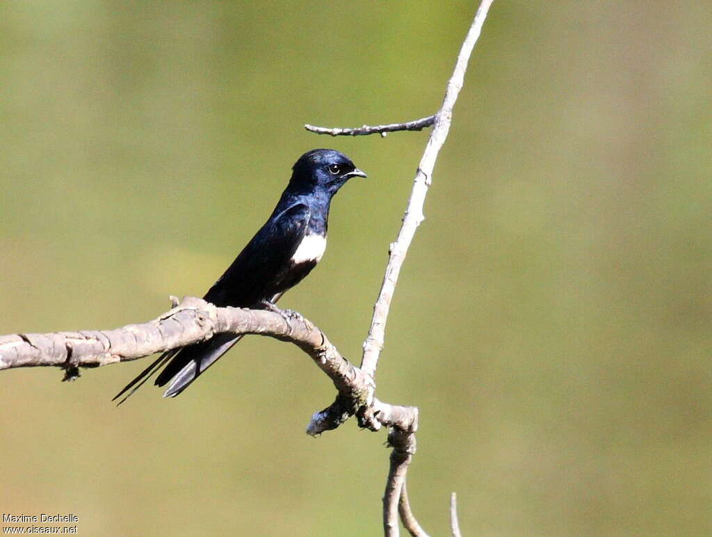 White-banded Swallowadult