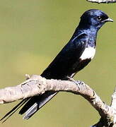 White-banded Swallow