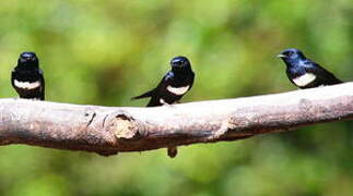 White-banded Swallow