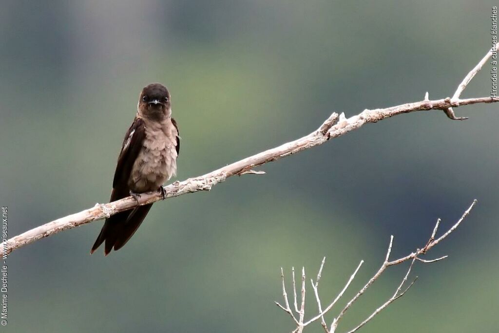 White-thighed Swallowadult, close-up portrait