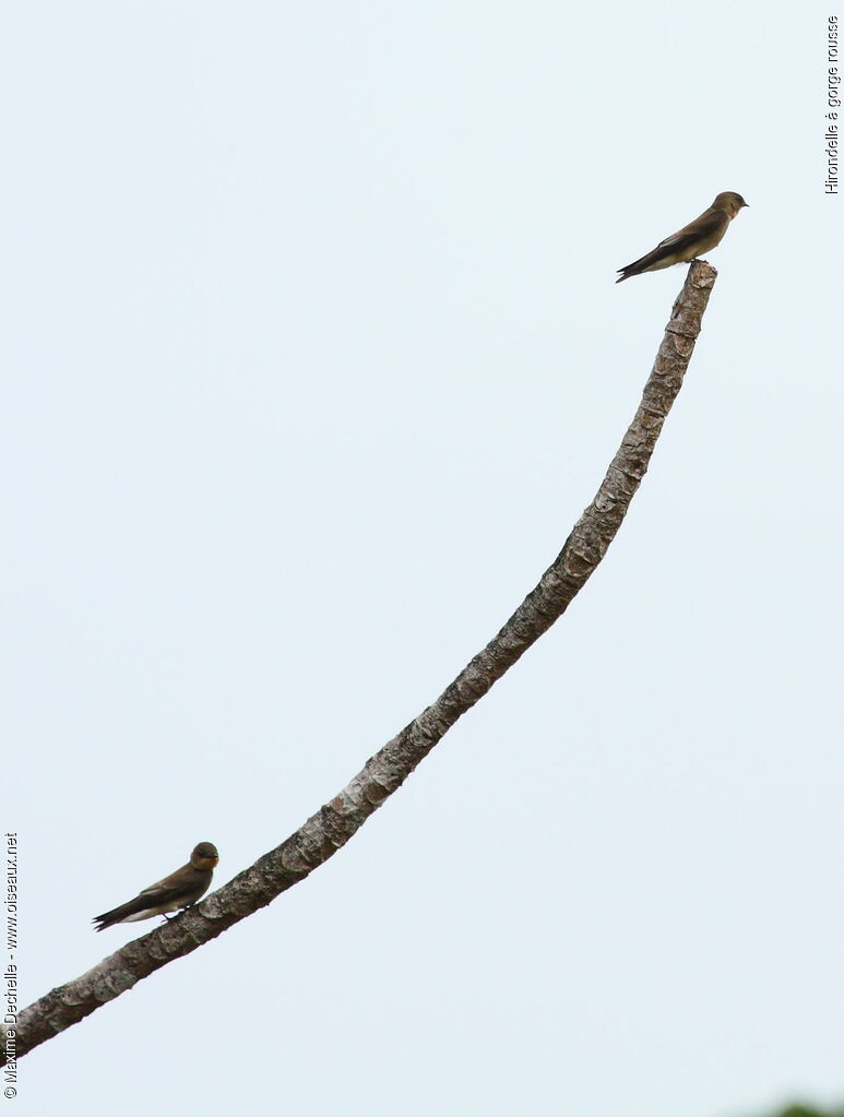 Southern Rough-winged Swallow