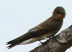 Hirondelle à gorge rousse