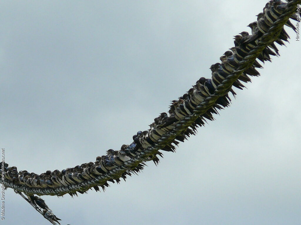 Grey-breasted Martin