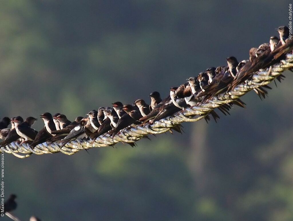 Grey-breasted Martin, Behaviour