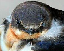 Barn Swallow