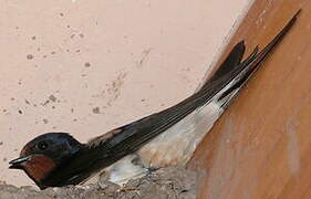 Barn Swallow