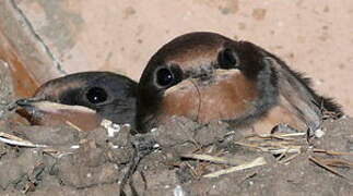 Barn Swallow