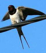 Barn Swallow