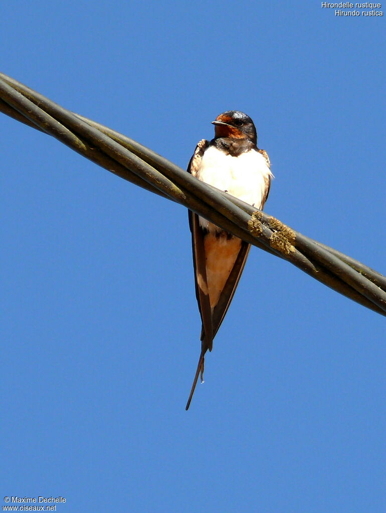 Barn Swallow