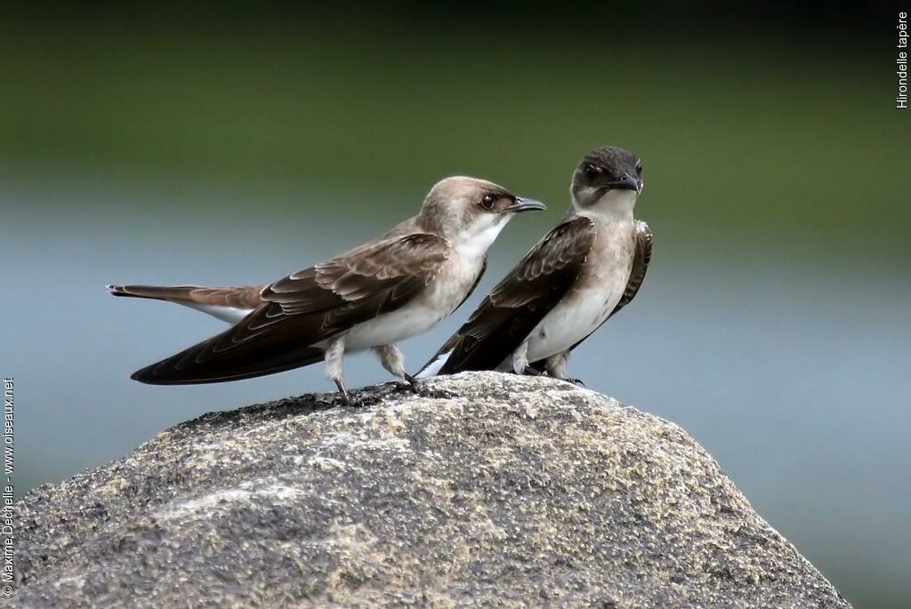 Brown-chested Martin