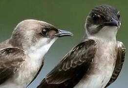 Brown-chested Martin