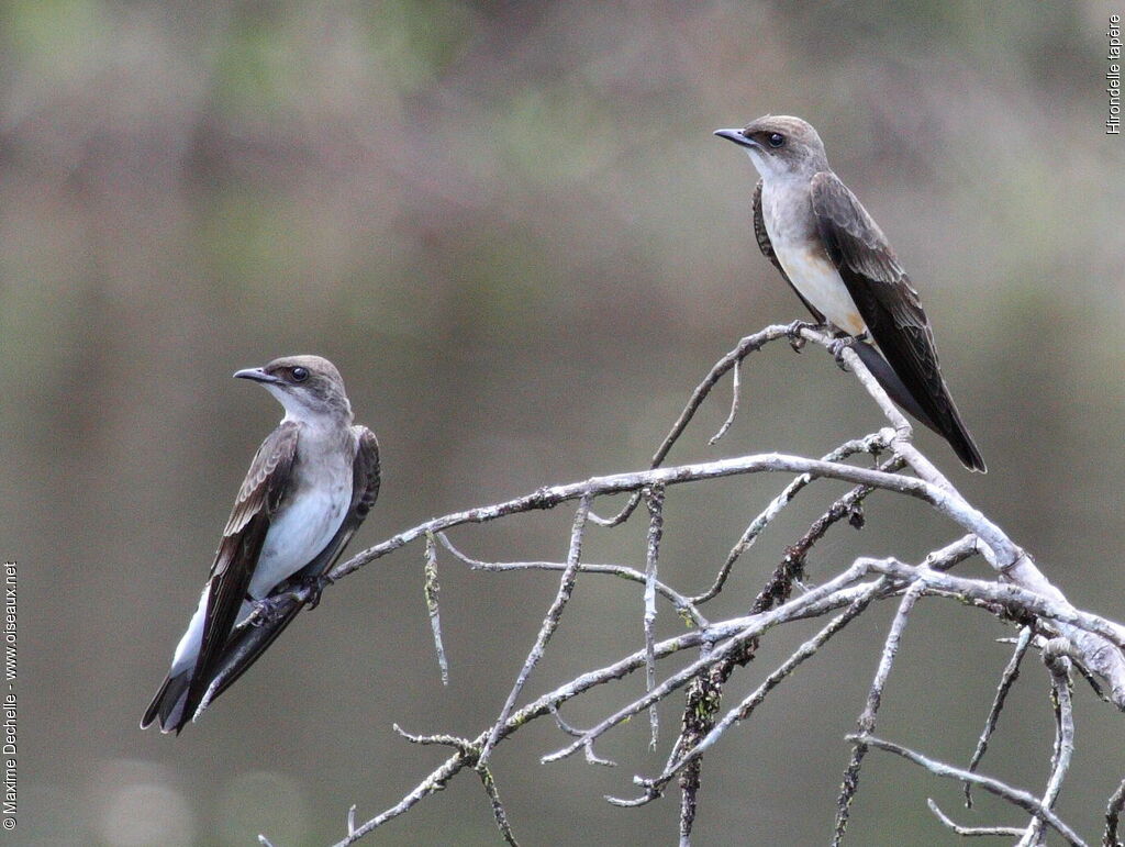 Brown-chested Martin adult