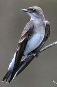 Brown-chested Martin