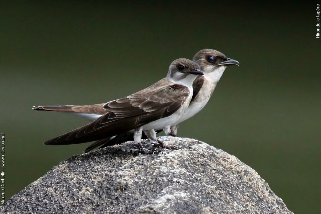 Hirondelle tapère