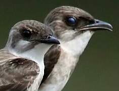 Brown-chested Martin