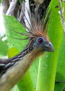 Hoatzin