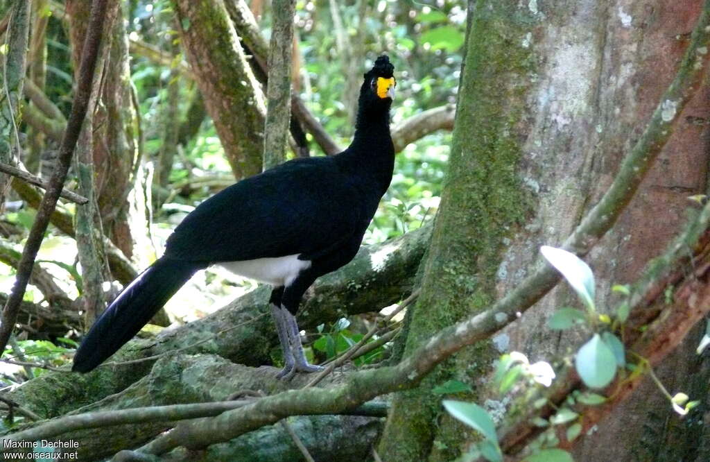 Black Curassow male adult, habitat, pigmentation