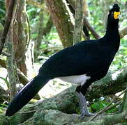 Black Curassow