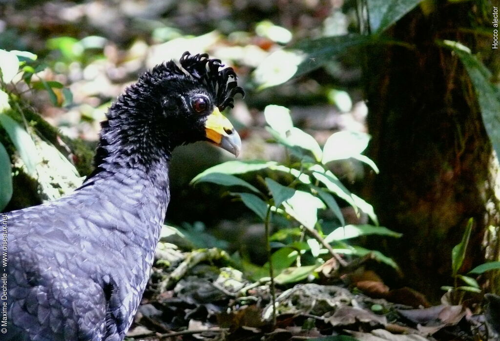 Black Curassow