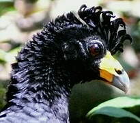 Black Curassow