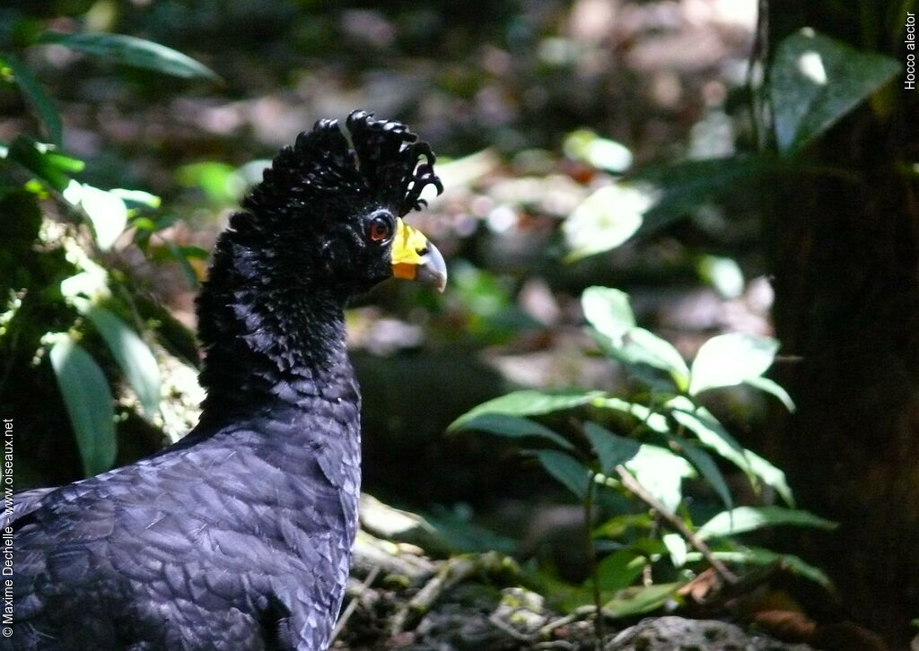 Black Curassow