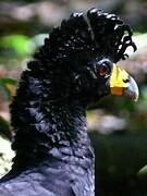 Black Curassow