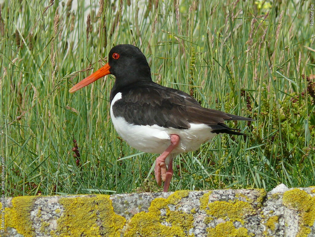 Eurasian Oystercatcher