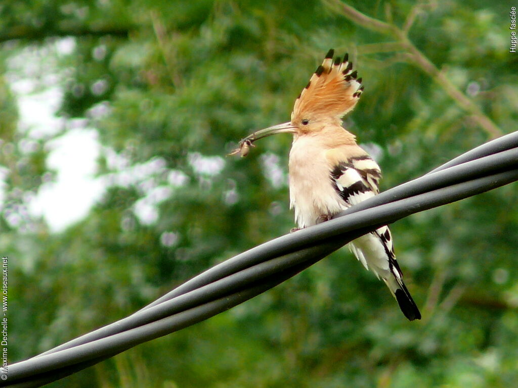 Eurasian Hoopoe