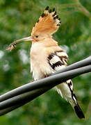 Eurasian Hoopoe